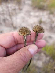 Chrysocoma esterhuyseniae