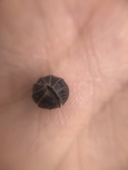 Armadillidium vulgare