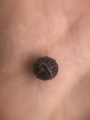 Armadillidium vulgare
