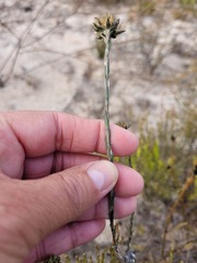 Chrysocoma esterhuyseniae