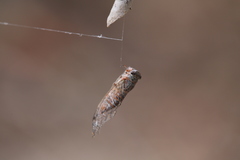 Palapsalta
