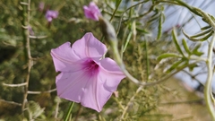 Convolvulus althaeoides