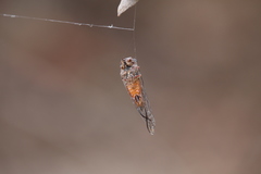Palapsalta