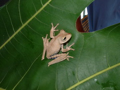 Boana calcarata