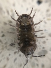 Armadillidium vulgare