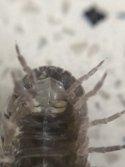 Armadillidium vulgare