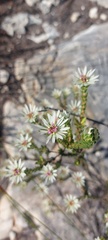 Euchaetis longibracteata