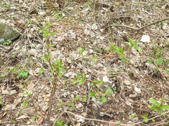 Ribes maximoviczianum