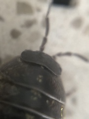 Armadillidium vulgare