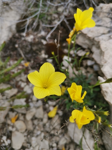 Linum elegans (Linum elegans)