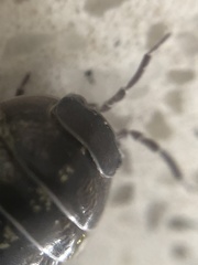 Armadillidium vulgare