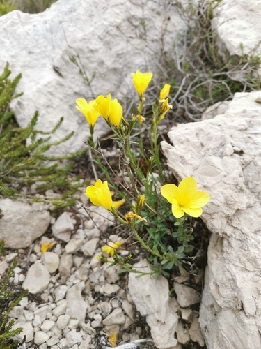 Linum elegans, photograph 2