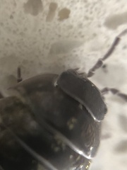 Armadillidium vulgare