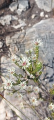 Euchaetis longibracteata