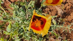 Glaucium leiocarpum