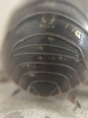 Armadillidium vulgare