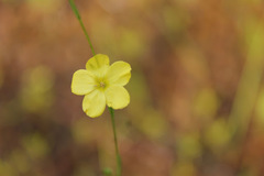 Linum medium