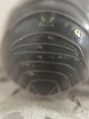 Armadillidium vulgare