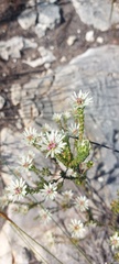 Euchaetis longibracteata