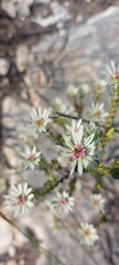 Euchaetis longibracteata