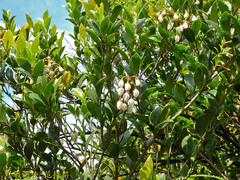 Vaccinium wrightii