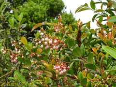 Vaccinium wrightii