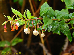 Vaccinium wrightii