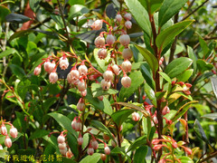 Vaccinium wrightii