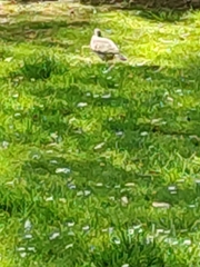 Columba palumbus