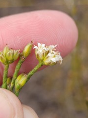 Lachnaea capitata