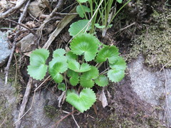 Micranthes manchuriensis