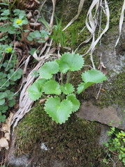 Micranthes manchuriensis