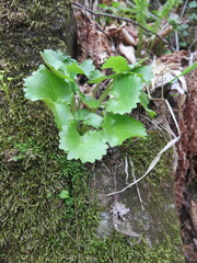 Micranthes manchuriensis