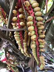 Pinanga