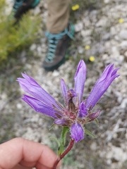 Campanula lingulata