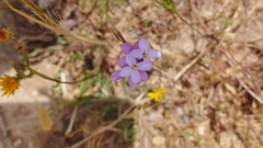 Erucaria hispanica