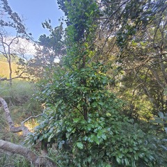 Cassipourea malosana