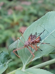 Epidaus sexspinus