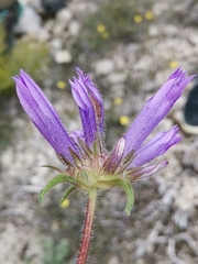 Campanula lingulata