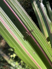 Leptotarsus cubitalis