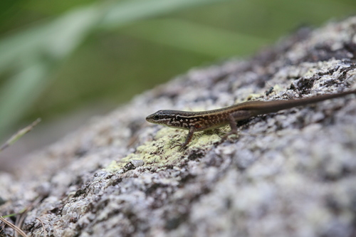 Black-throated Rainbow-skink, Carlia rostralis