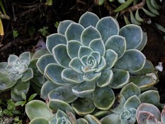 Graptoveria