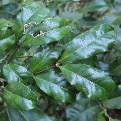 Cassipourea malosana