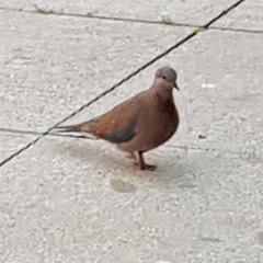 Streptopelia senegalensis