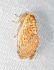 Pseudanapaea denotata