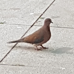 Streptopelia senegalensis