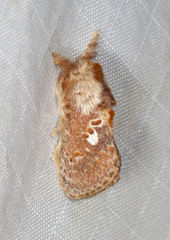 Pseudanapaea denotata