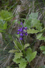 Anacamptis morio