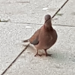 Streptopelia senegalensis