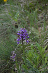 Anacamptis morio
